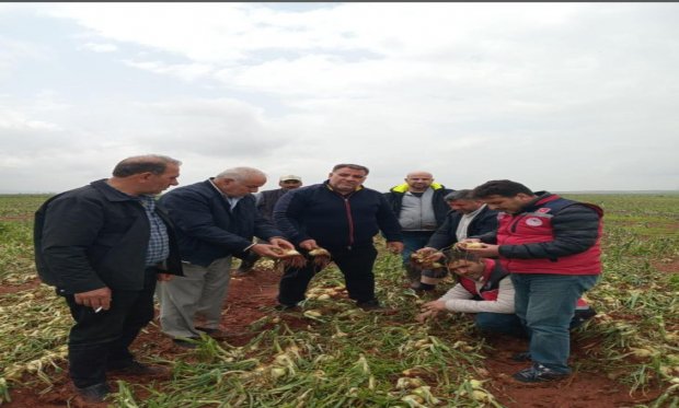 Hatay Reyhanlıda gündüz saatlerinde yağan dolu nedeniyle bir çok üreticimizin hasata gelmiş mahsüllerinin tamamı zarar görmüştür.