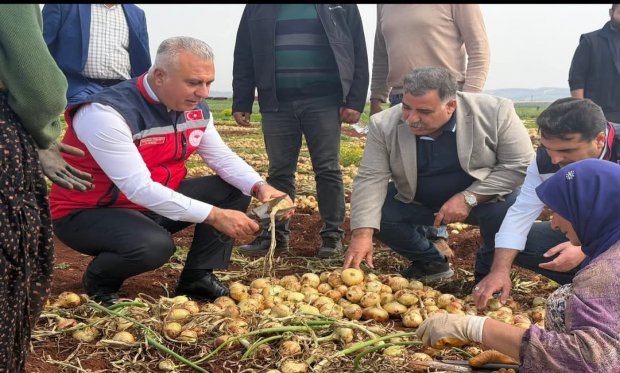  2026 Yılı İlk Soğan Hasadı Gerçekleştirildi